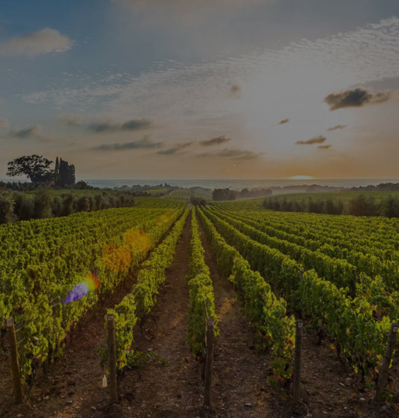 Vineyards | Nemean Wines | Diamantopoulos Winery